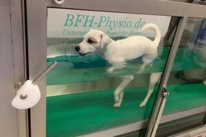 Dr. Gabriele Hofmann