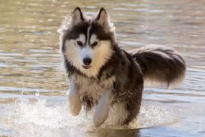 Dr. Günther Hickmann