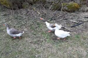 Dr. Judith-Maria Pammer