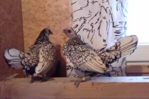 Dr. med vet Adrian Demaj