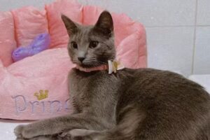 Dr.med.vet. Barbara Pöllinger-Neidhart