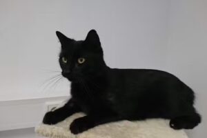 Dr. med. vet. Christa Reinthaler