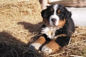 Dr.med.vet Richard Wukounig – Tierarzt im Bezirk Völkermarkt