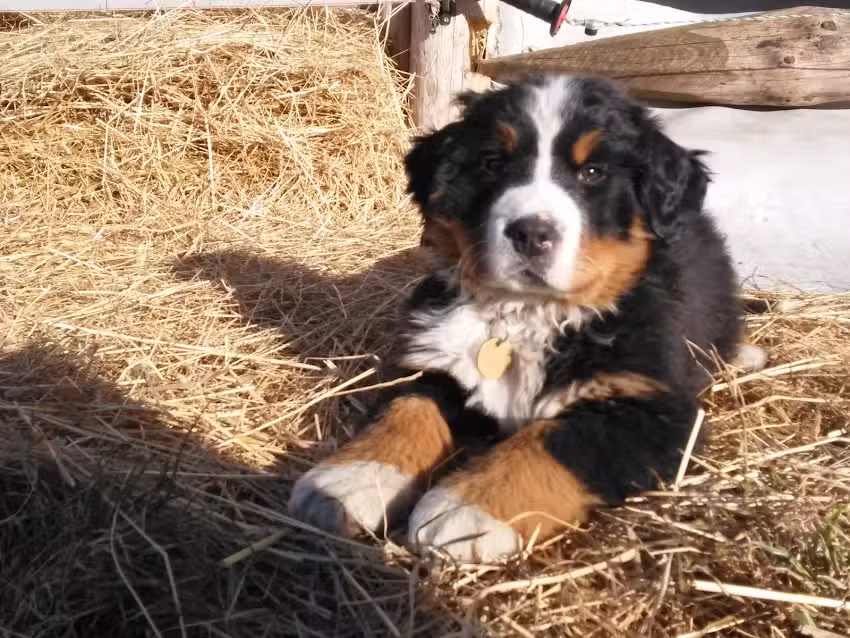Dr.med.vet Richard Wukounig – Tierarzt im Bezirk Völkermarkt