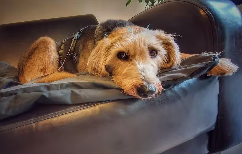 Dr. Natascha Fröschl