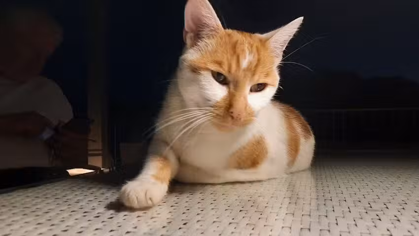 Dr. Stefan Steinhauser