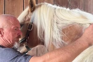 Drmedvet Schweiger Georg