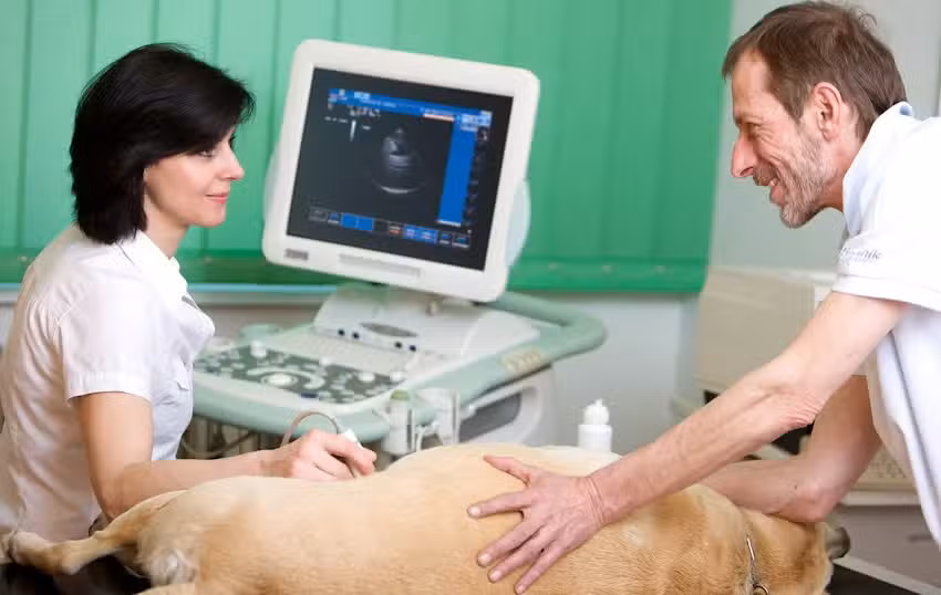 Fachtier&auml;rzte Dr. Krebitz-Gressl