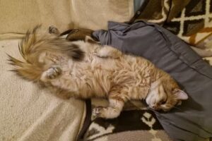 Ganzheitlich Orientierte Tierarztpraxis Mag. Gerlinde Wiesenhofer