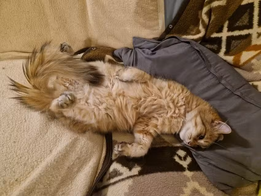 Ganzheitlich Orientierte Tierarztpraxis Mag. Gerlinde Wiesenhofer