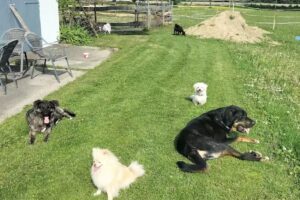 Gollinger Tierpension