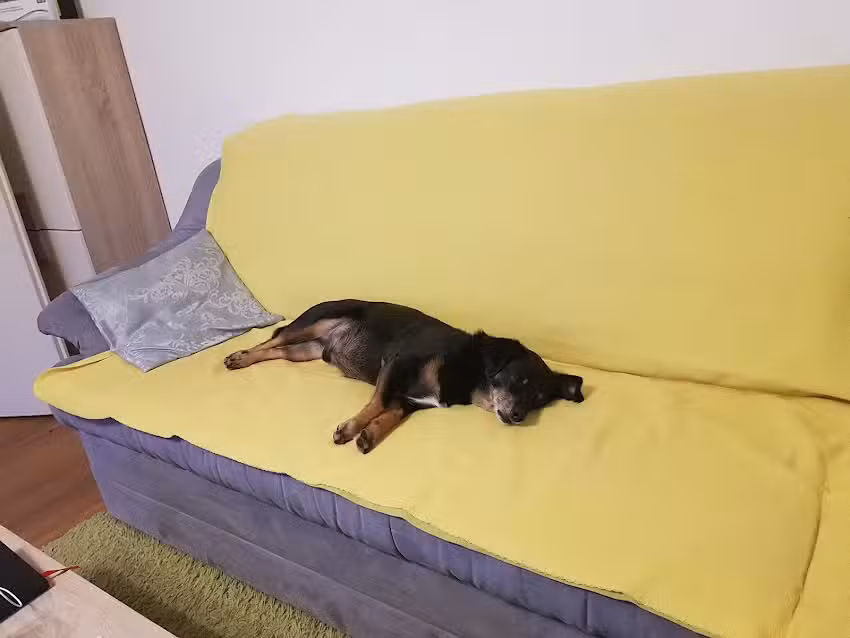 GROSS-KLEINTIERPRAXIS Dipl-TA Dr. Siegfried Kiendler