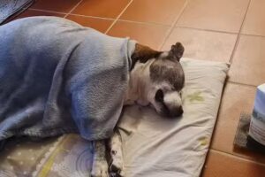 Hermann Josef Dipl-TA