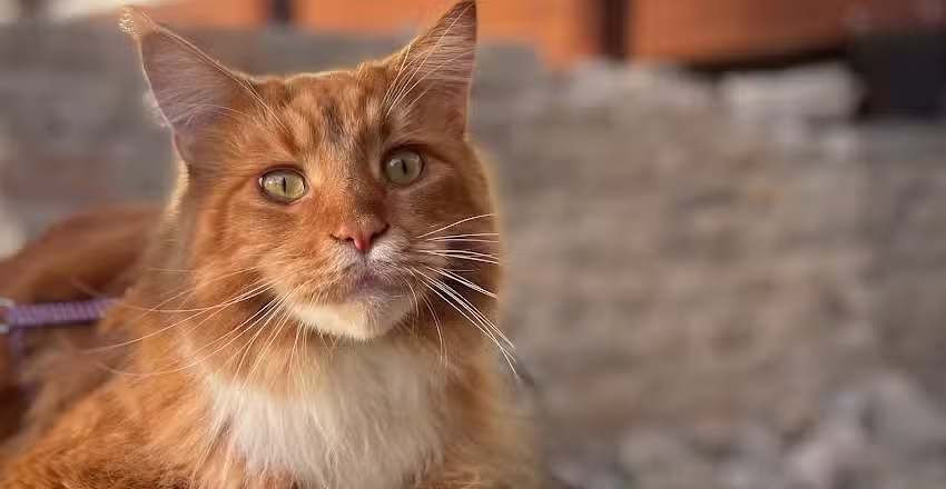 Katzenpension Fürst