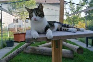 Katzenzentrum Cats Care | Daniela Eglseder