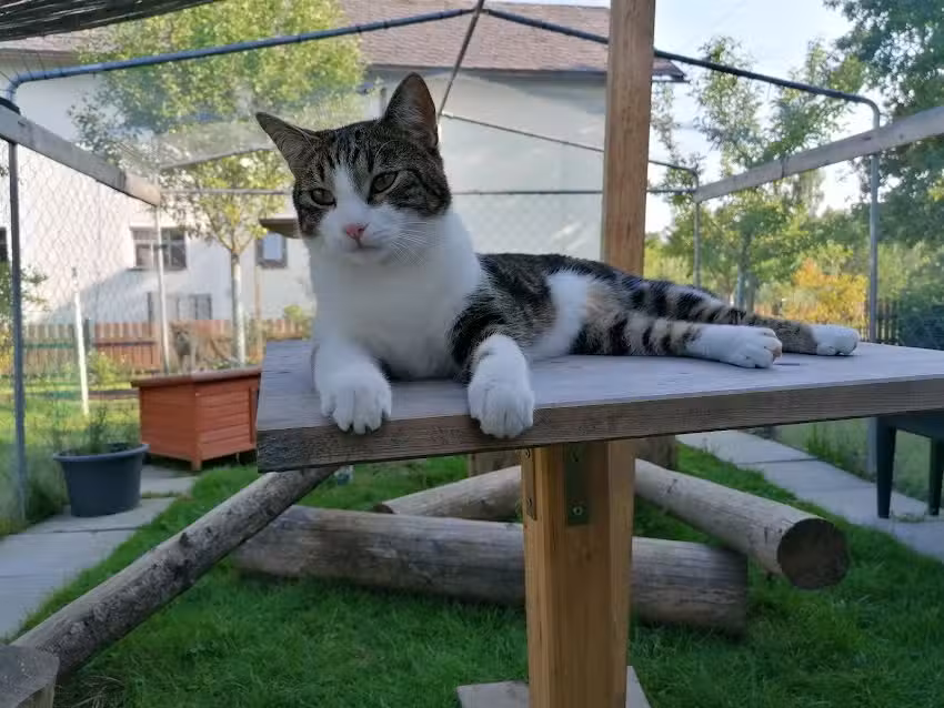 Katzenzentrum Cats Care | Daniela Eglseder