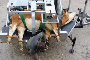 Klauenpflege – FASL