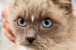 Kleintierambulanz Graz, Ihre Zahntierarztpraxis in Graz