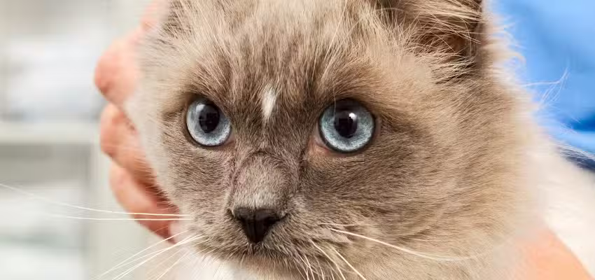 Kleintierambulanz Graz, Ihre Zahntierarztpraxis in Graz