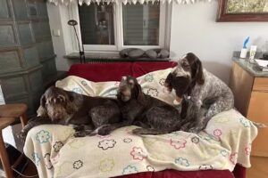 Kleintierkardiologie Dr. Kosztolich