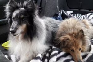 Kleintierpension Claudia’s Pfoten-Ranch (Hundepension, Katzenpension)