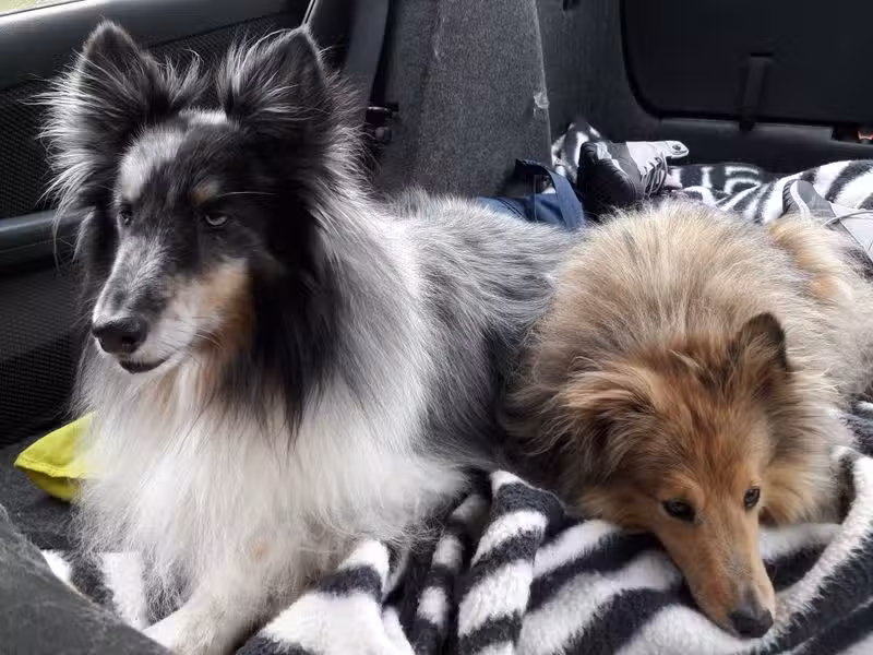 Kleintierpension Claudia&rsquo;s Pfoten-Ranch (Hundepension, Katzenpension)