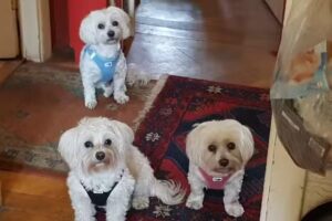 Kleintierpraxis Baden Zentrum