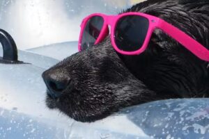 Kleintierpraxis Bischofshofen, Dres. Sorgo