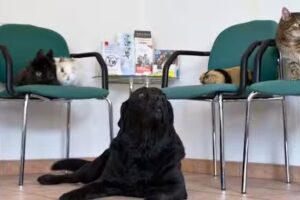 Kleintierpraxis Dipl-Tzt. Andrea Schwaiger