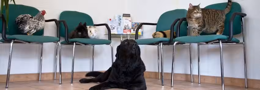 Kleintierpraxis Dipl-Tzt. Andrea Schwaiger