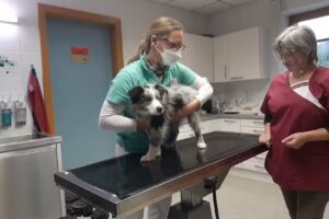 Kleintierpraxis Dr. Schoder