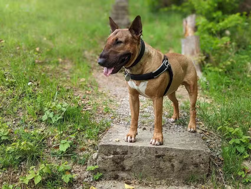 Kleintierpraxis Hilgartner