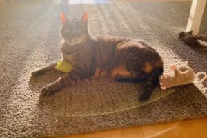 Kleintierpraxis Josefiau