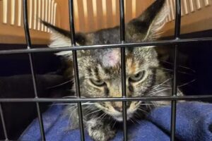 Kleintierpraxis Kaltenböck