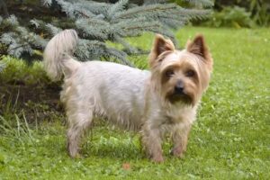 Kleintierpraxis Mürzvet Dr. Tünde Porfy