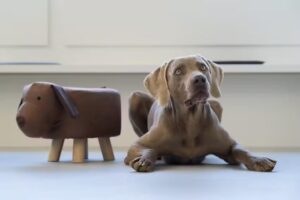 Kleintierpraxis Prambachkirchen (Eferding) – Dr. Karin Hofer