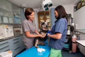 Kleintierpraxis Roitham