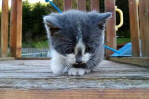 Kleintierpraxis – Rosegger