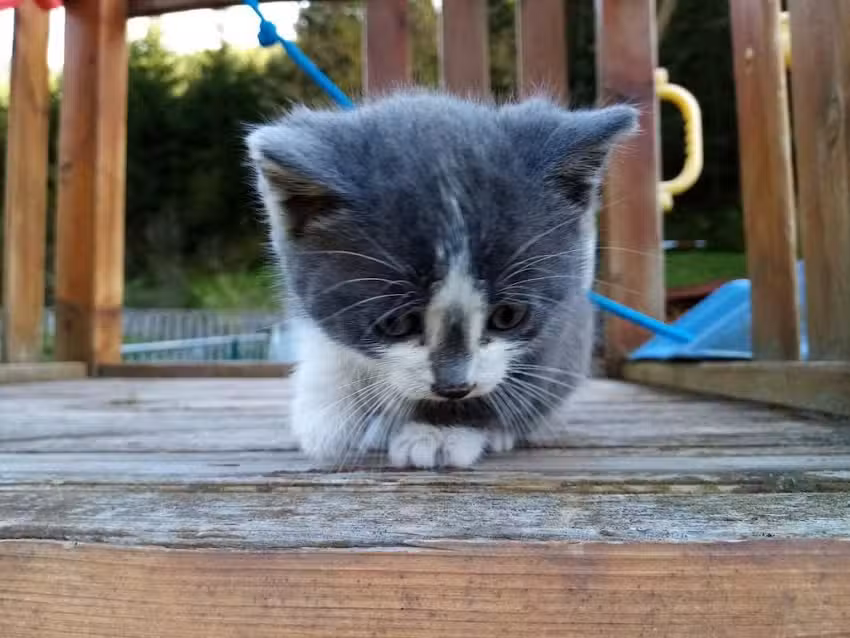 Kleintierpraxis – Rosegger