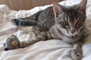 Kleintierpraxis Schlüßlberg