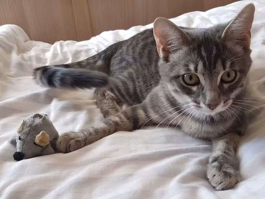 Kleintierpraxis Schlüßlberg