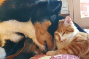 Kleintierpraxis Schönberg Mag. med. vet. Thomas Fridrich