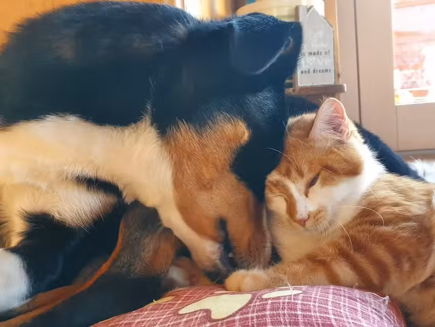 Kleintierpraxis Schönberg Mag. med. vet. Thomas Fridrich