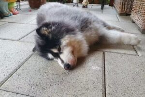 Kleintierpraxis Straßwalchen