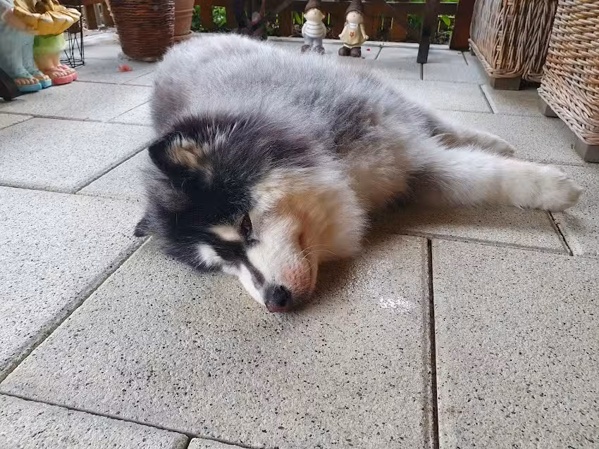 Kleintierpraxis Straßwalchen