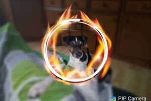 Kleintierpraxis Wieselburg