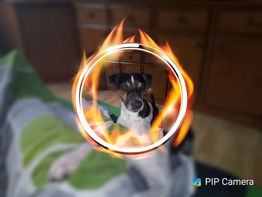 Kleintierpraxis Wieselburg