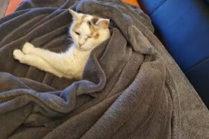 Kleintierzentrum Maxglan