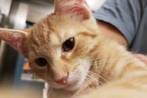 Kleintierzentrum Rechbauerstrasse GesbR