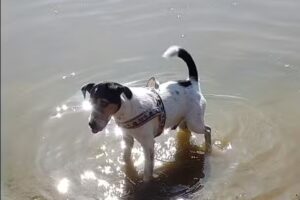 König Christian Dipl-TA Dr u König Uschi Dipl-TA Dr – Praxis für Kleintiere